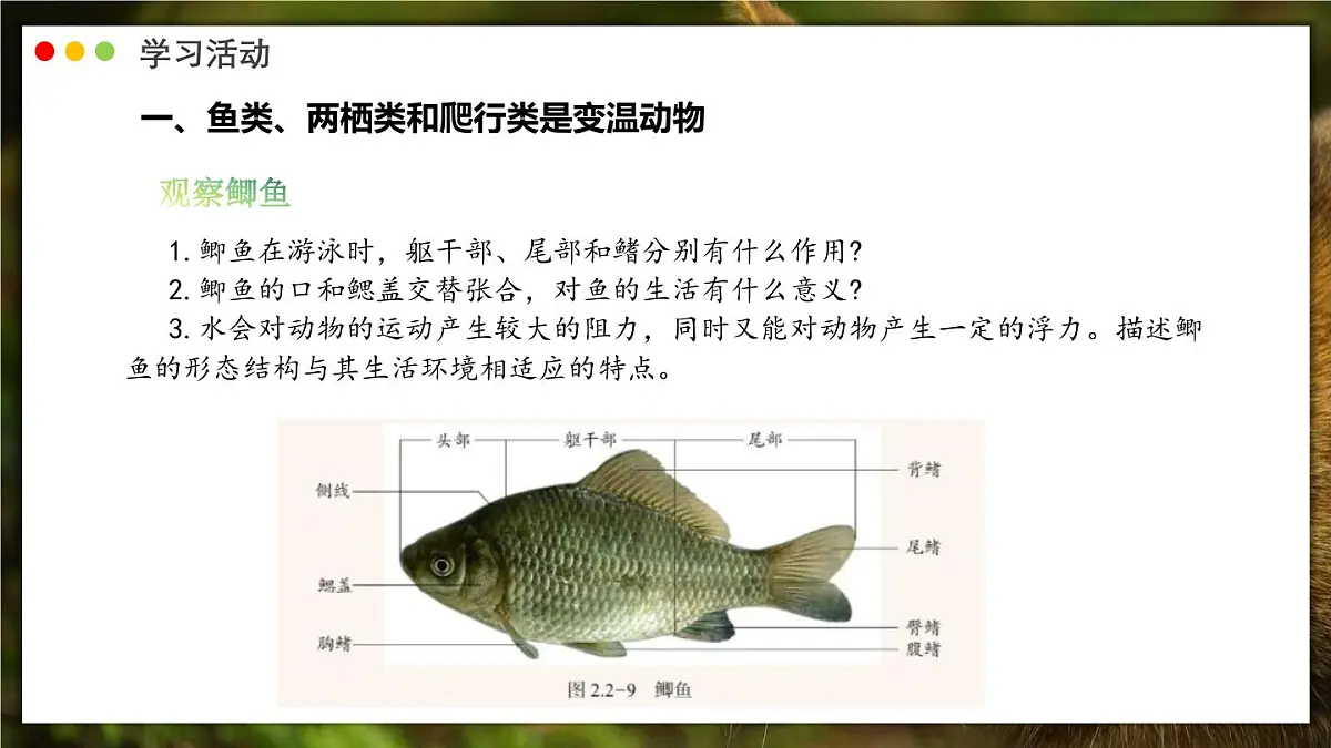济南版生物(2024)七年级上册 2.2.2 脊椎动物身体背部有脊柱-课件第4页