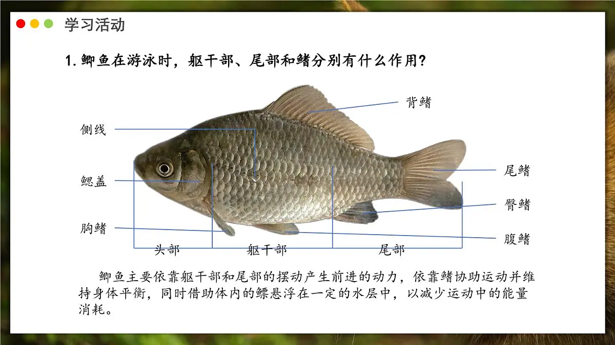 济南版生物(2024)七年级上册 2.2.2 脊椎动物身体背部有脊柱-课件第5页