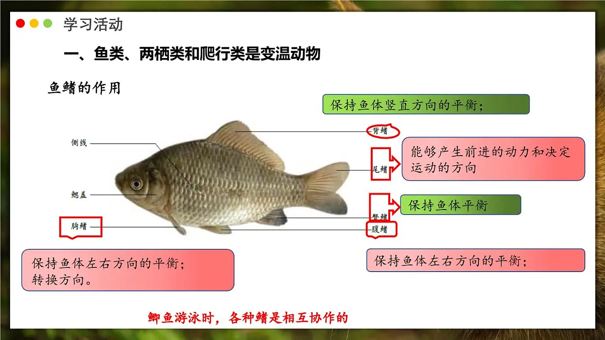 济南版生物(2024)七年级上册 2.2.2 脊椎动物身体背部有脊柱-课件第6页