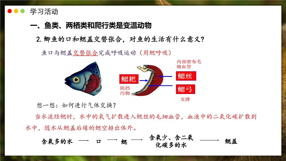济南版生物(2024)七年级上册 2.2.2 脊椎动物身体背部有脊柱-课件第7页