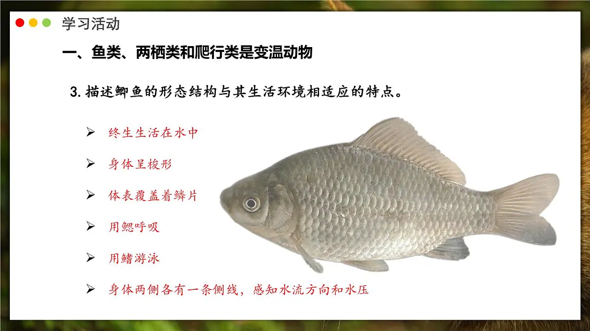 济南版生物(2024)七年级上册 2.2.2 脊椎动物身体背部有脊柱-课件第8页