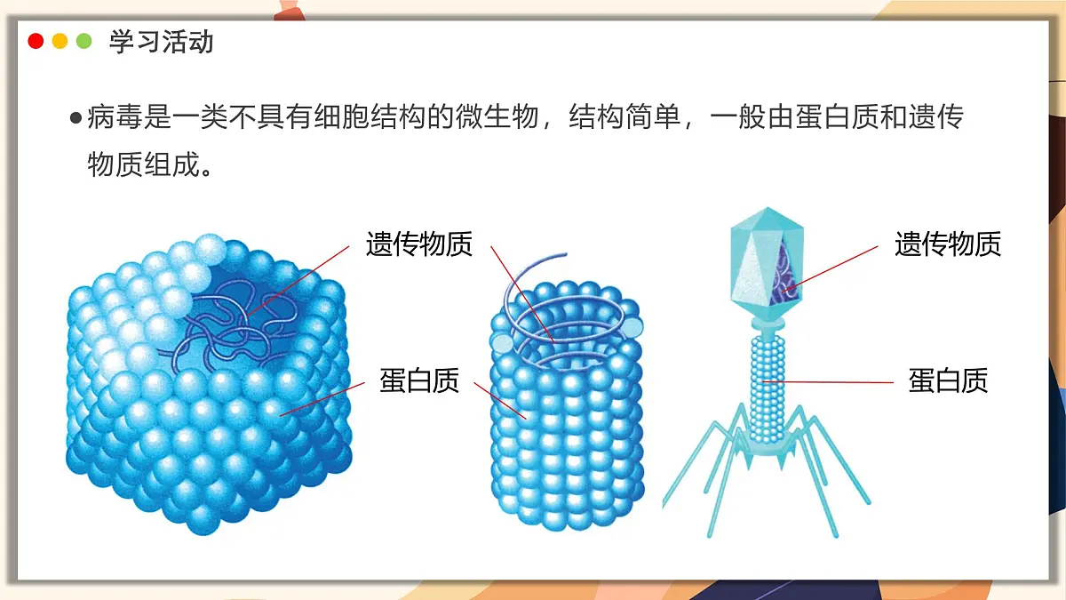 济南版生物(2024)七年级上册 2.3.1 病毒是没有细胞结构的生物 课件第5页