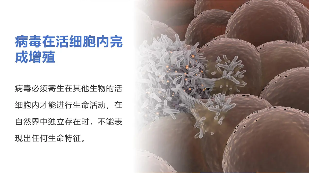 济南版生物(2024)七年级上册 2.3.1 病毒是没有细胞结构的生物 课件第7页