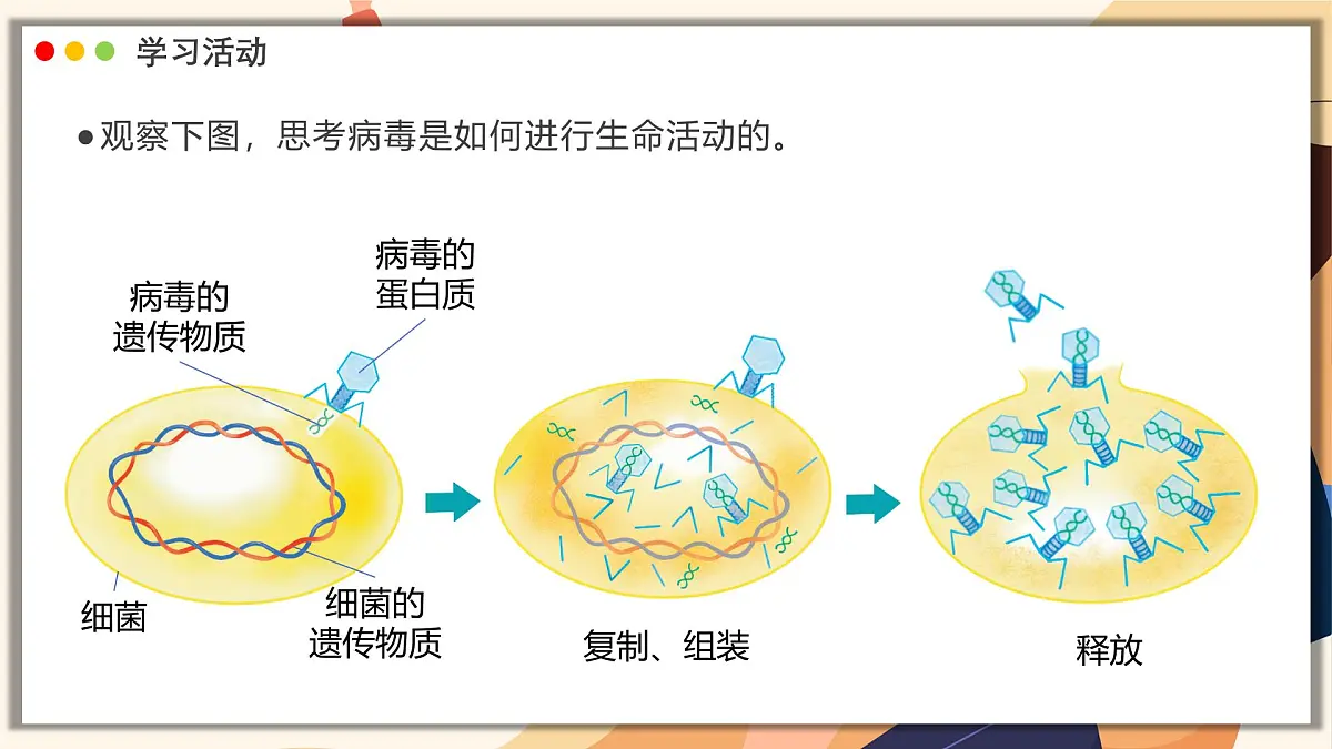 济南版生物(2024)七年级上册 2.3.1 病毒是没有细胞结构的生物 课件第8页