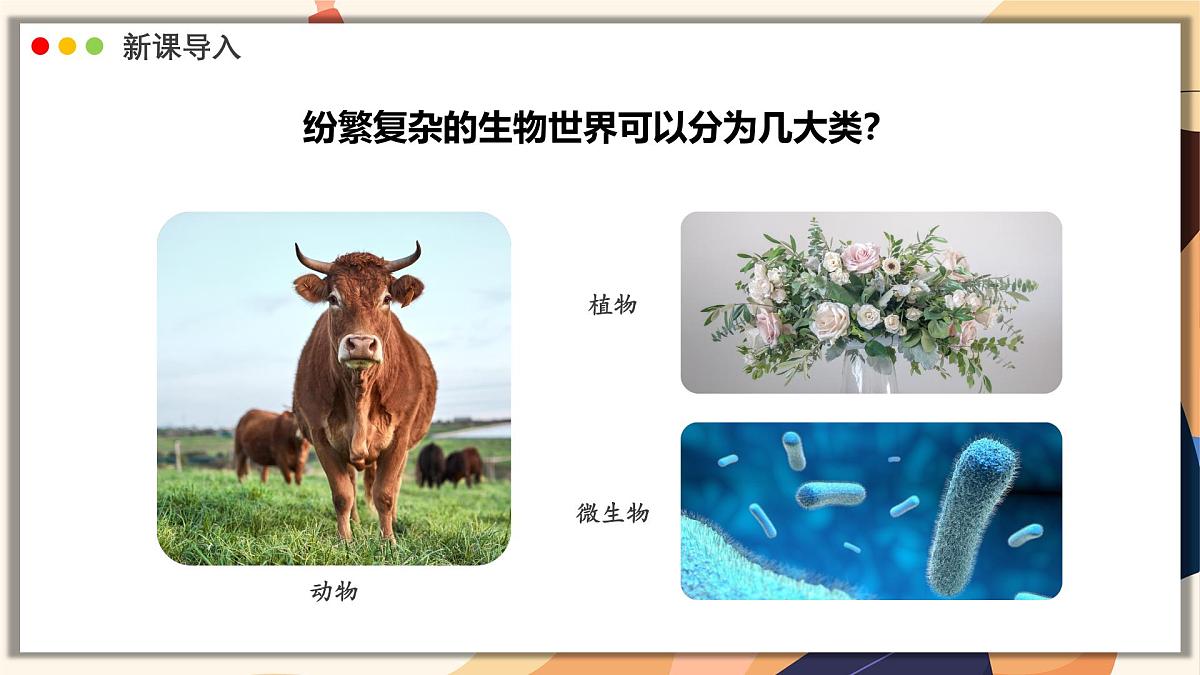 济南版生物(2024)七年级上册 2.4.1 依据生物的特征进行分类 课件第7页