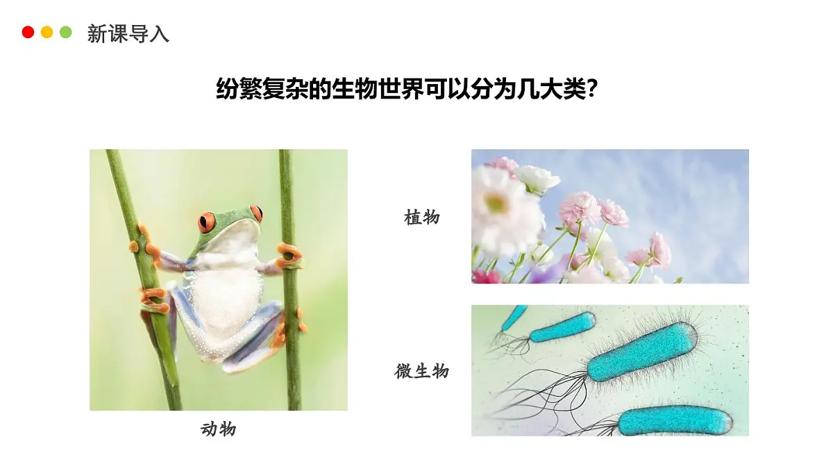 济南版生物(2024)七年级上册 2.4.1 依据生物的特征进行分类-课件第5页