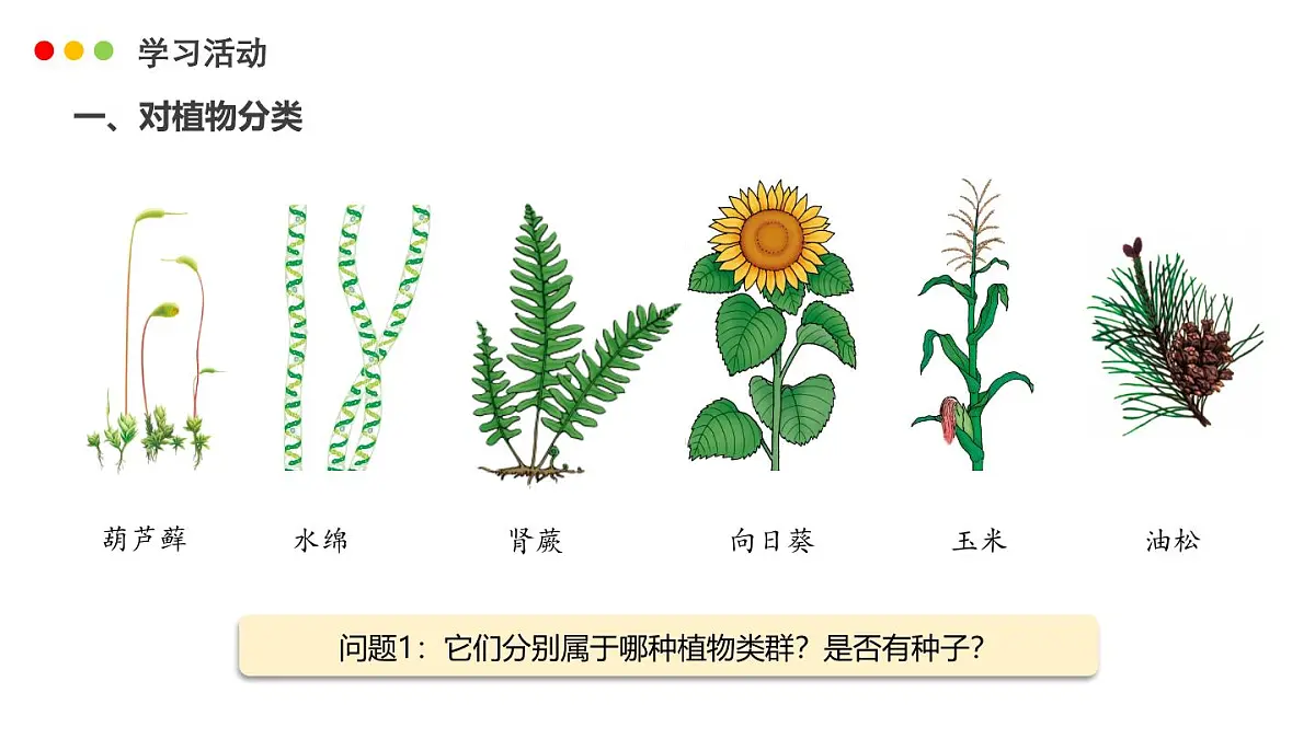 济南版生物(2024)七年级上册 2.4.1 依据生物的特征进行分类-课件第7页