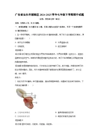 广东省汕头市潮南区2024-2025学年七年级下期中生物试卷（解析版）