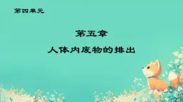 初中生物學人教版（2024）七年級下冊4.5人體內廢物的排出課件課件