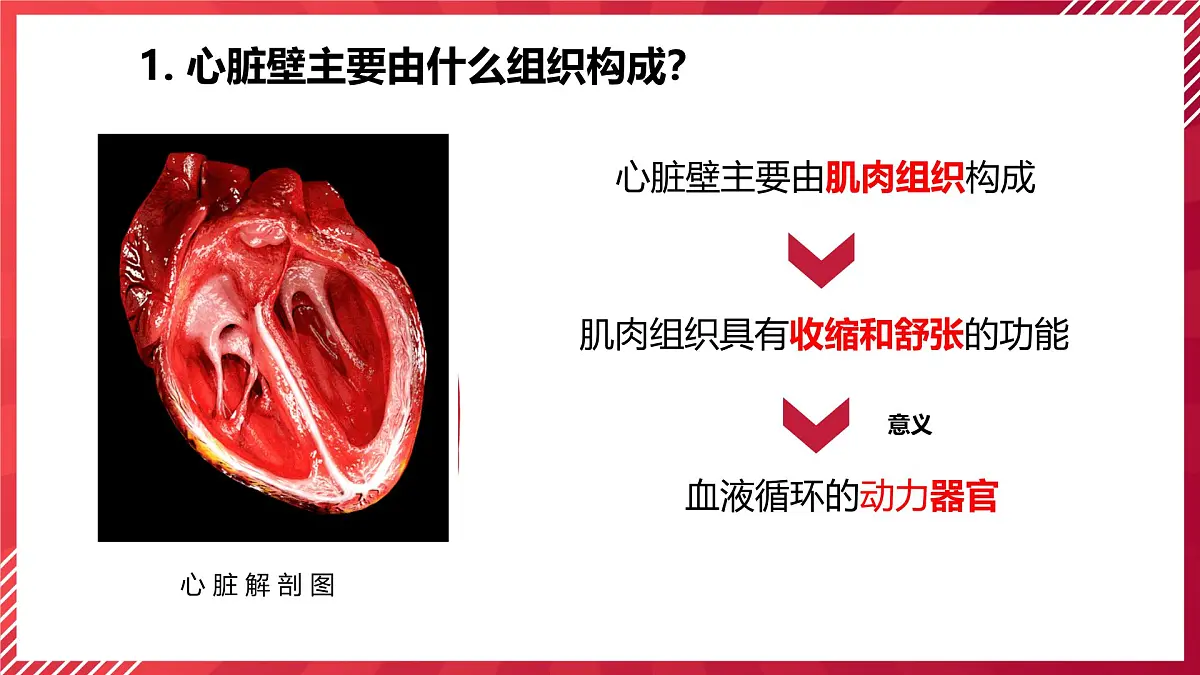 初中生物学人教版(2024)七年级下册4.4.3输送血液的泵──心脏课件第4页