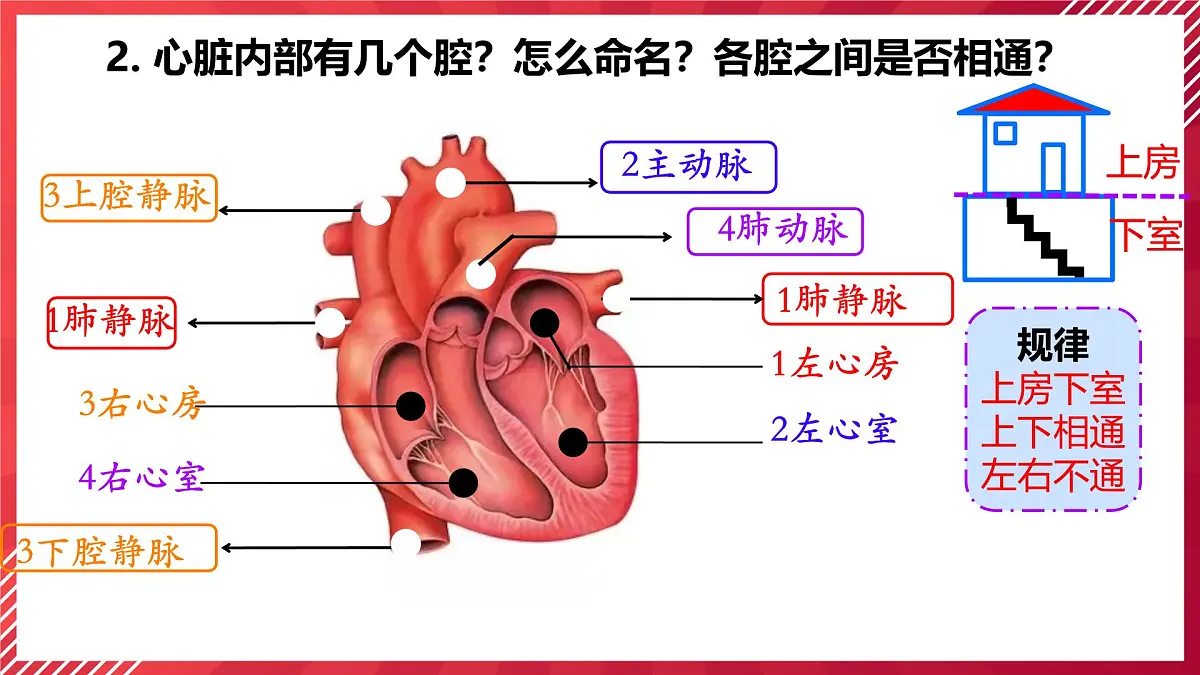 初中生物学人教版(2024)七年级下册4.4.3输送血液的泵──心脏课件第5页