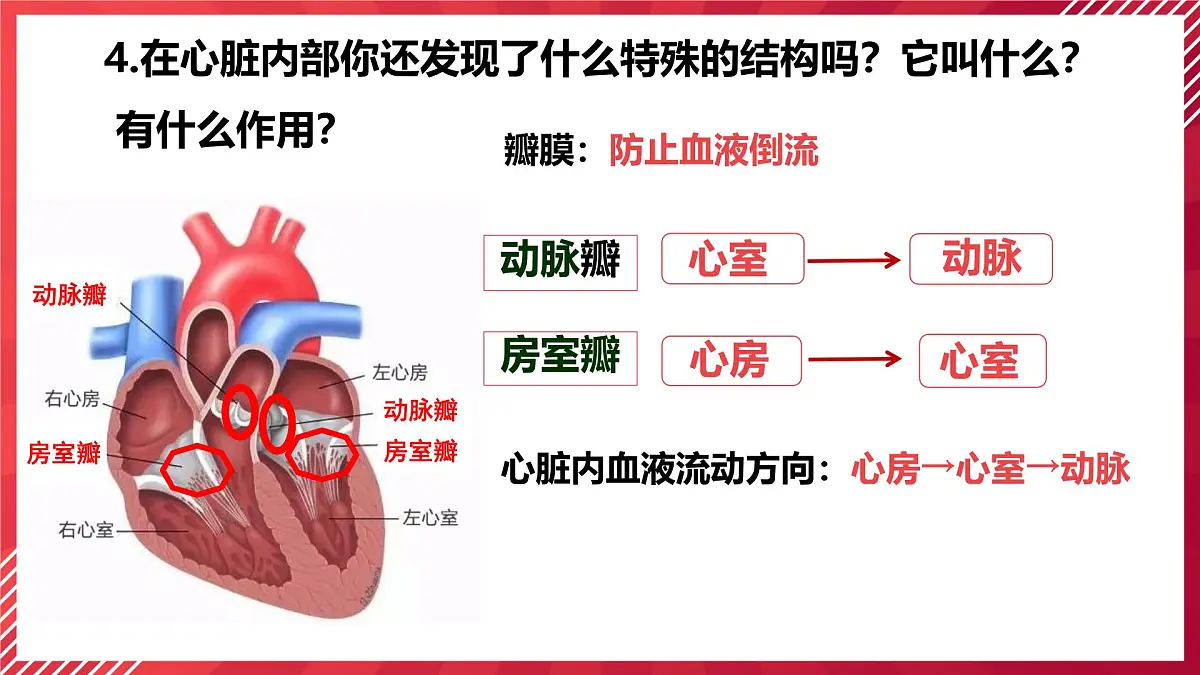初中生物学人教版(2024)七年级下册4.4.3输送血液的泵──心脏课件第7页
