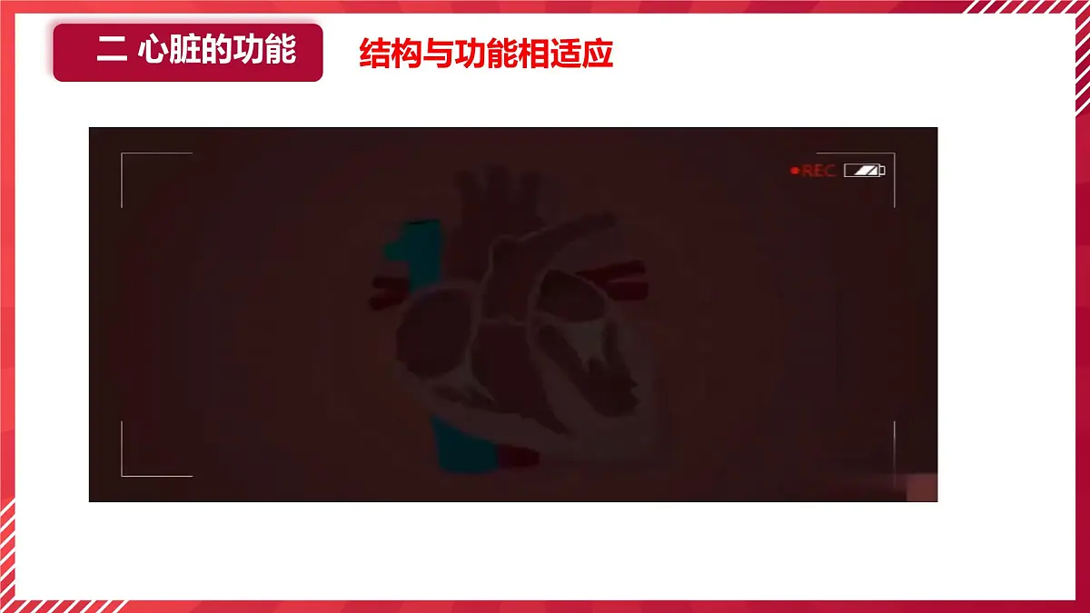 初中生物学人教版(2024)七年级下册4.4.3输送血液的泵──心脏课件第8页