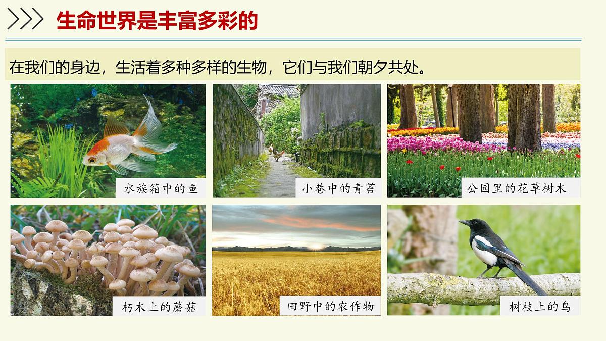 1.1.1生物具有基本的生命特征——初中生物学济南版(2024)七年级上册教学课件第4页