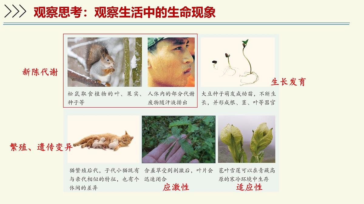 1.1.1生物具有基本的生命特征——初中生物学济南版(2024)七年级上册教学课件第8页