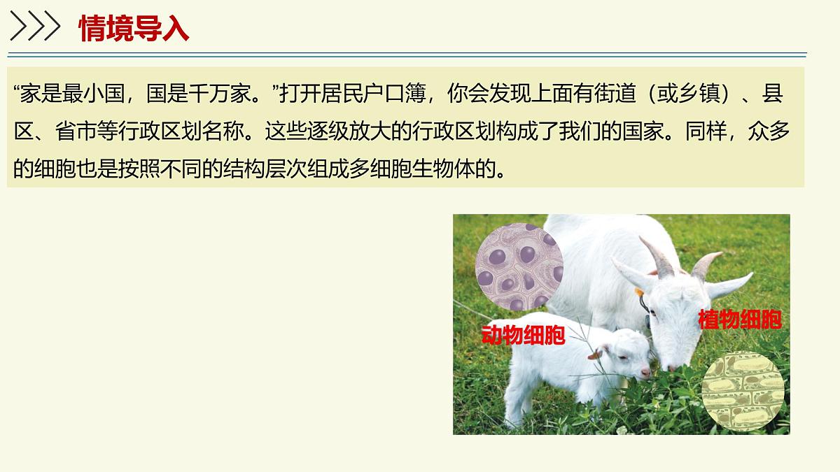 1.2.3生物体在结构和功能上是一个统一整体(教学课件)——初中生物学济南版(2024)七年级上册第3页
