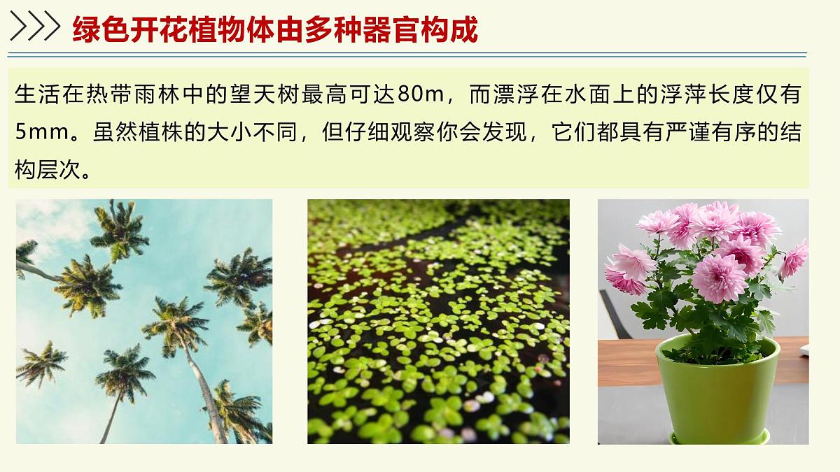 1.2.3生物体在结构和功能上是一个统一整体(教学课件)——初中生物学济南版(2024)七年级上册第4页