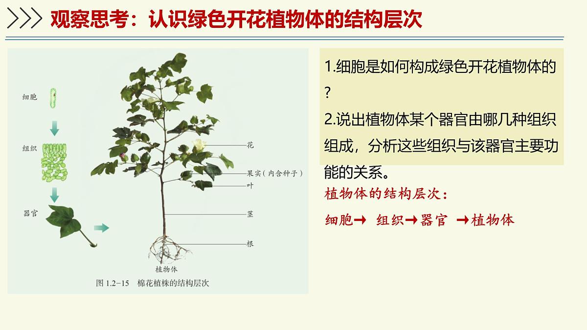 1.2.3生物体在结构和功能上是一个统一整体(教学课件)——初中生物学济南版(2024)七年级上册第5页