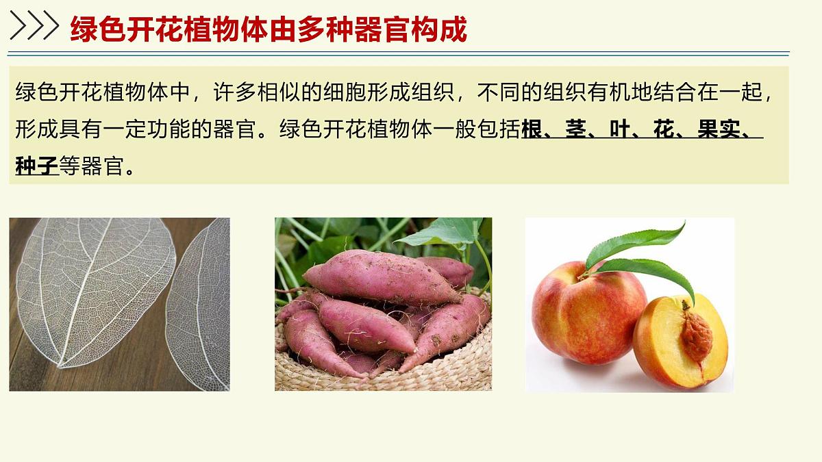1.2.3生物体在结构和功能上是一个统一整体(教学课件)——初中生物学济南版(2024)七年级上册第6页