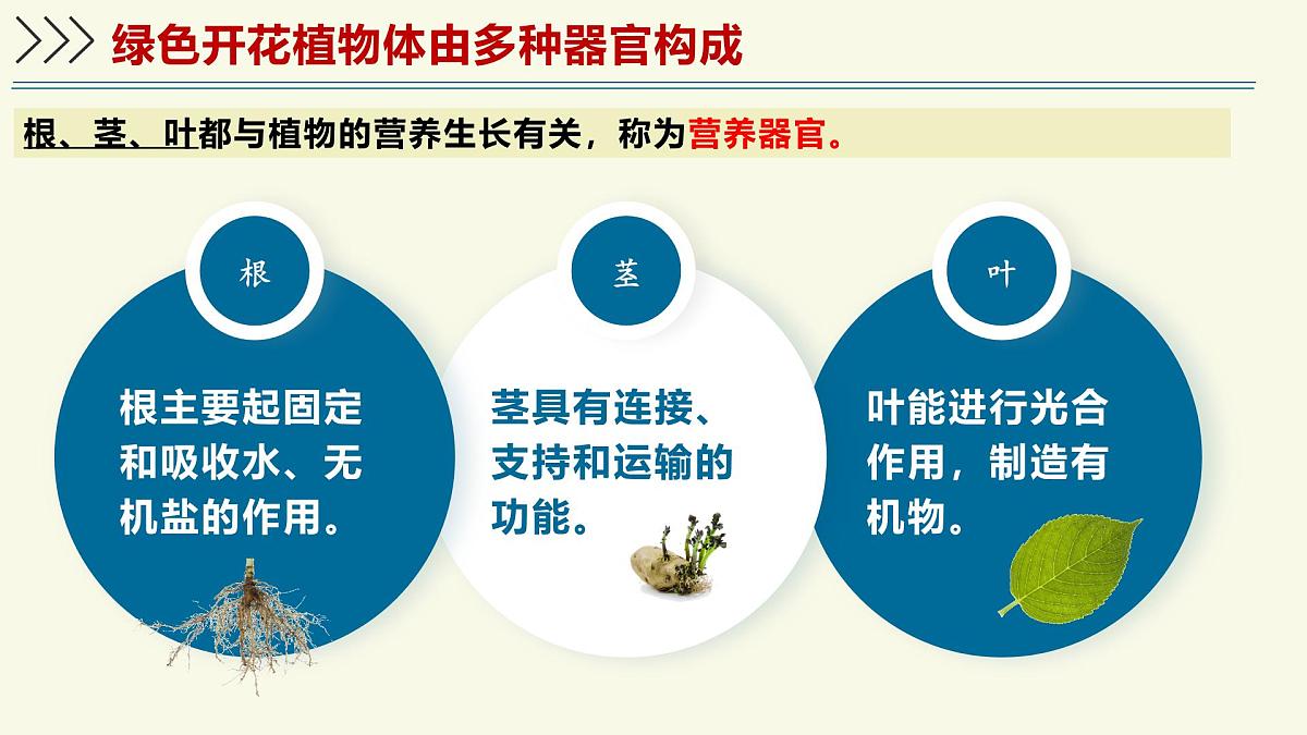 1.2.3生物体在结构和功能上是一个统一整体(教学课件)——初中生物学济南版(2024)七年级上册第7页