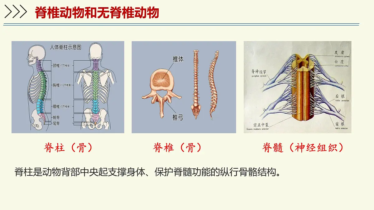 2.2.1无脊椎动物体内没有脊柱-第1课时(教学课件)——初中生物学济南版(2024)七年级上册课件第4页