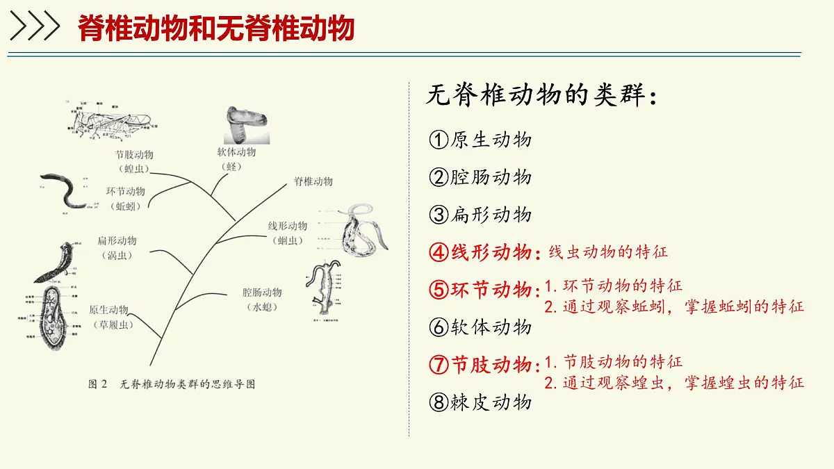 2.2.1无脊椎动物体内没有脊柱-第1课时(教学课件)——初中生物学济南版(2024)七年级上册课件第6页