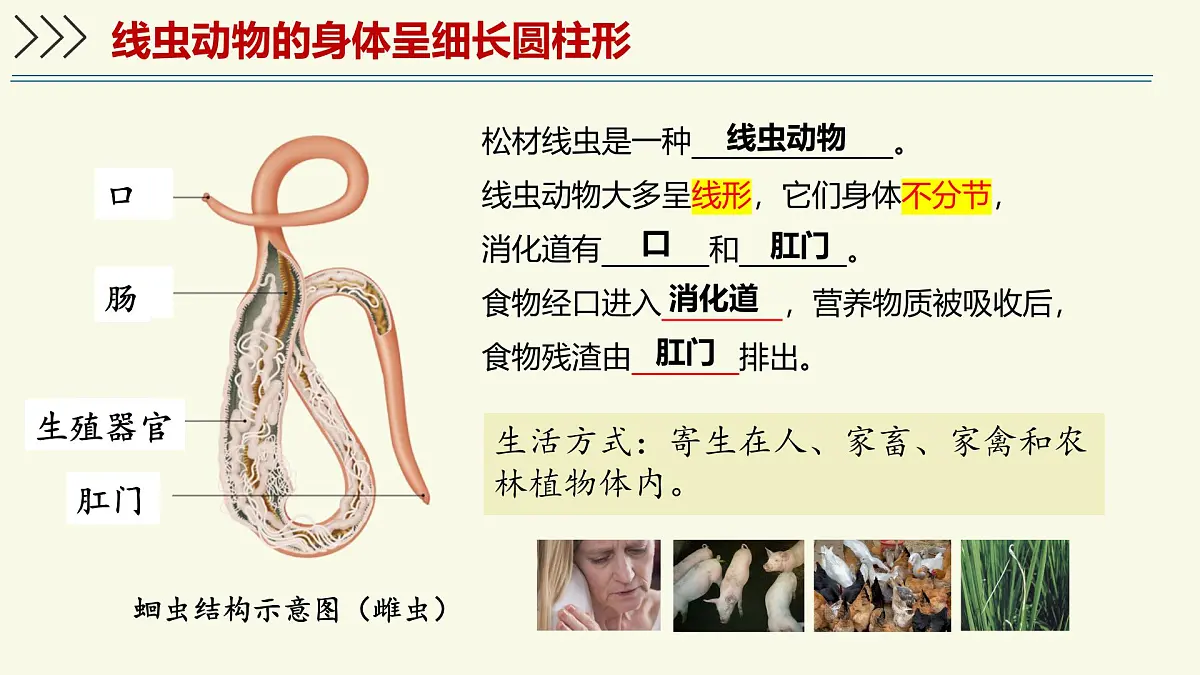 2.2.1无脊椎动物体内没有脊柱-第1课时(教学课件)——初中生物学济南版(2024)七年级上册课件第8页