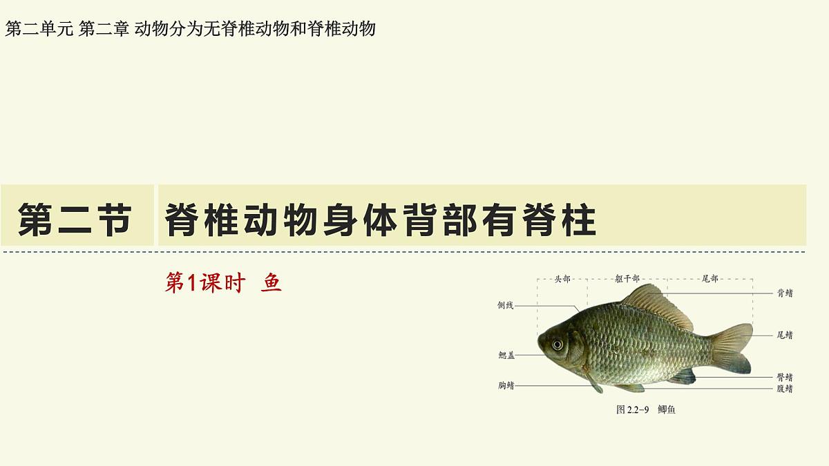 2.2.2脊椎动物身体背部有脊柱-第1课时(教学课件)——初中生物学济南版(2024)七年级上册课件第1页