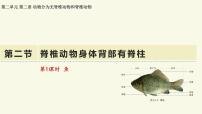 济南版(2024)七年级上册(2024)脊椎动物身体背部有脊柱教学课件ppt