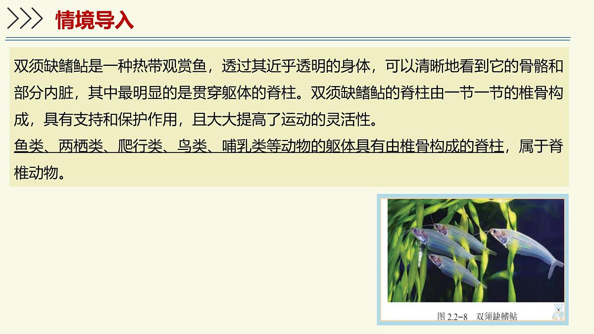 2.2.2脊椎动物身体背部有脊柱-第1课时(教学课件)——初中生物学济南版(2024)七年级上册课件第3页