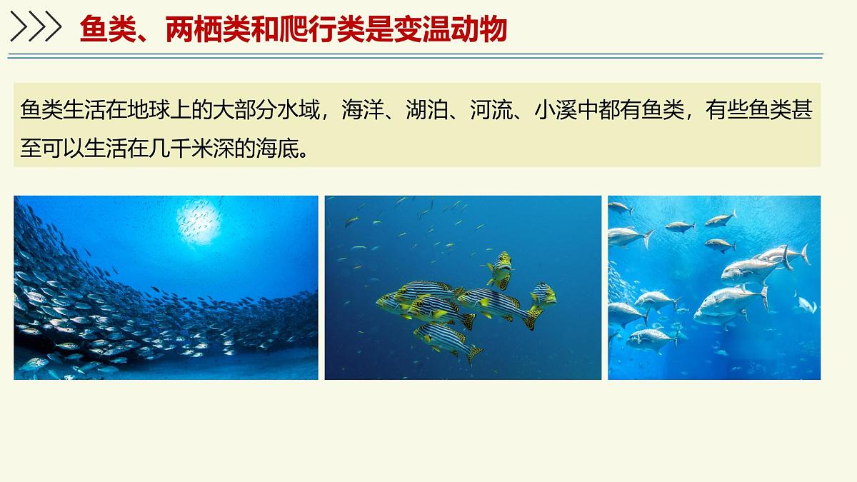 2.2.2脊椎动物身体背部有脊柱-第1课时(教学课件)——初中生物学济南版(2024)七年级上册课件第4页
