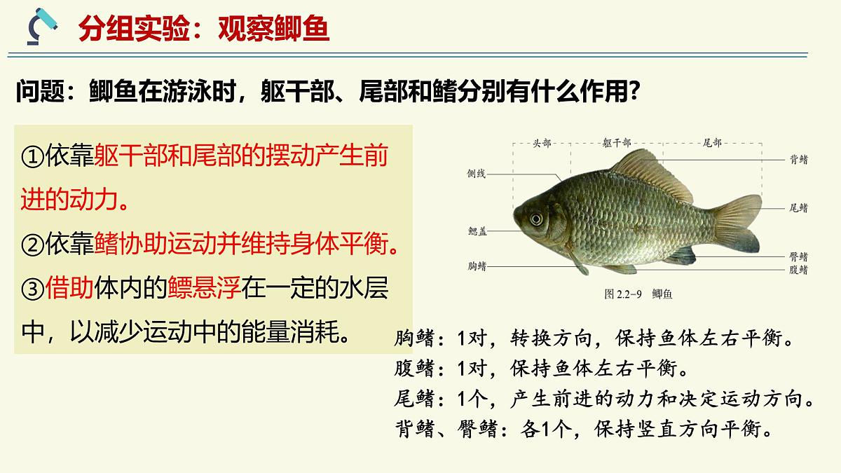 2.2.2脊椎动物身体背部有脊柱-第1课时(教学课件)——初中生物学济南版(2024)七年级上册课件第6页
