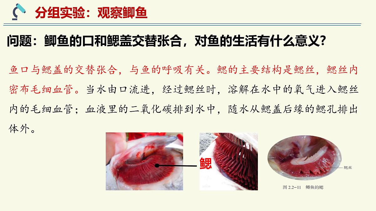 2.2.2脊椎动物身体背部有脊柱-第1课时(教学课件)——初中生物学济南版(2024)七年级上册课件第7页