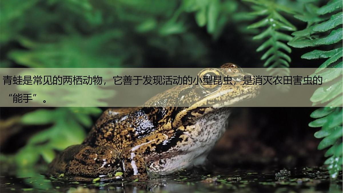 2.2.2脊椎动物身体背部有脊柱-第2课时(教学课件)——初中生物学济南版(2024)七年级上册第4页