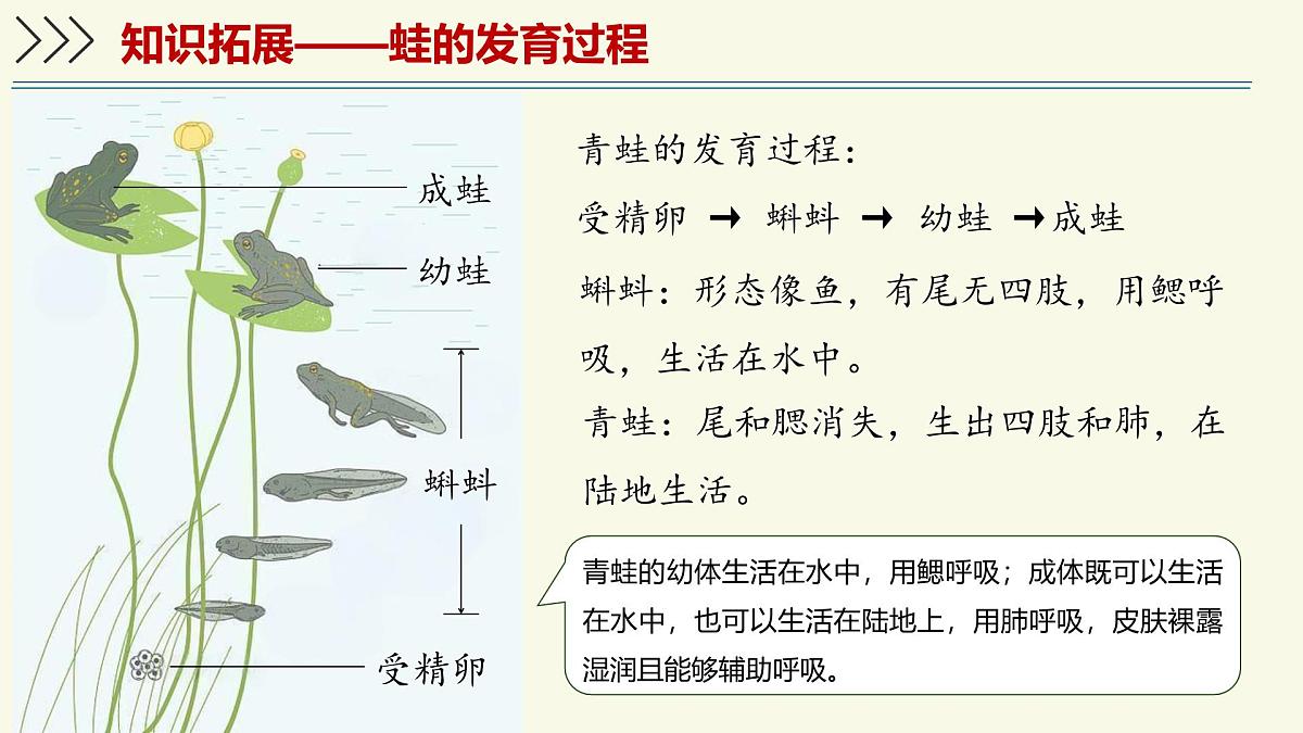 2.2.2脊椎动物身体背部有脊柱-第2课时(教学课件)——初中生物学济南版(2024)七年级上册第5页