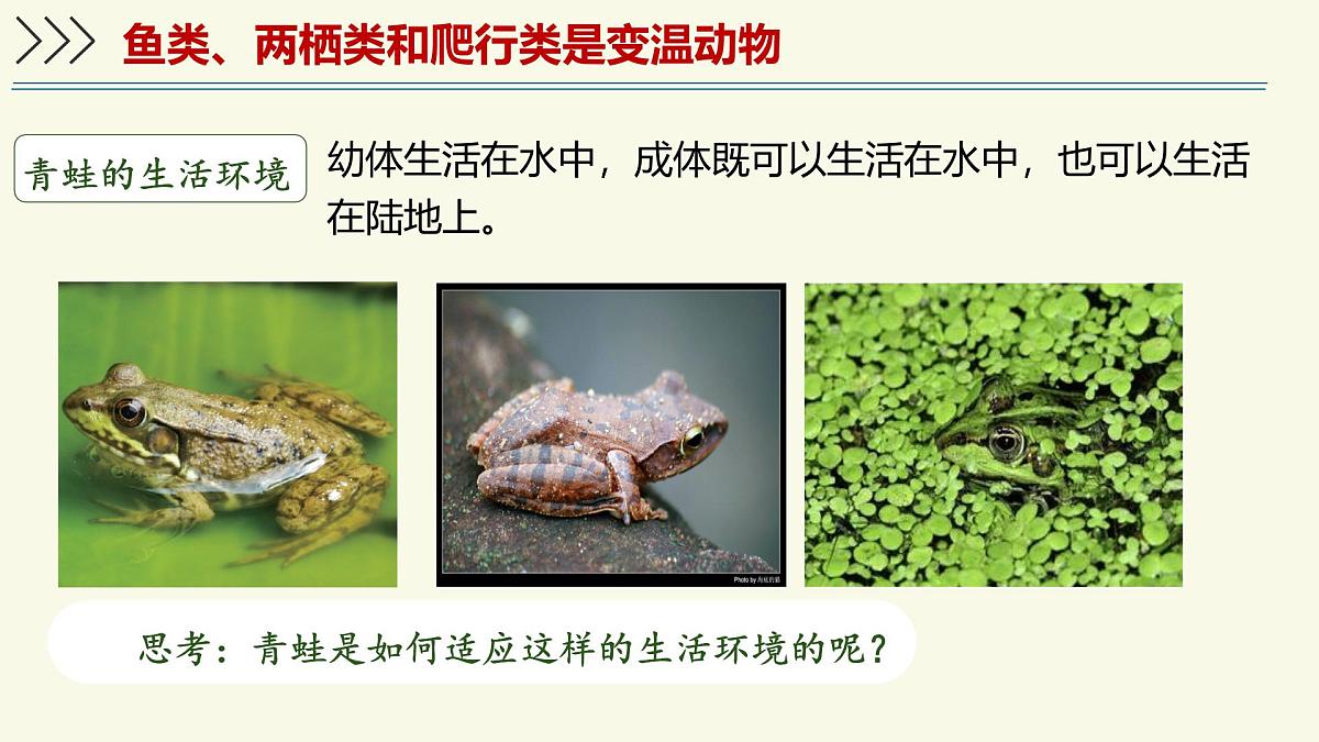 2.2.2脊椎动物身体背部有脊柱-第2课时(教学课件)——初中生物学济南版(2024)七年级上册第6页
