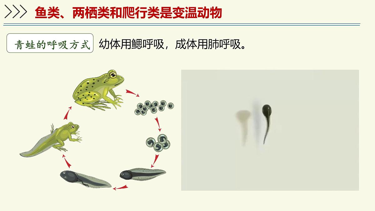 2.2.2脊椎动物身体背部有脊柱-第2课时(教学课件)——初中生物学济南版(2024)七年级上册第7页