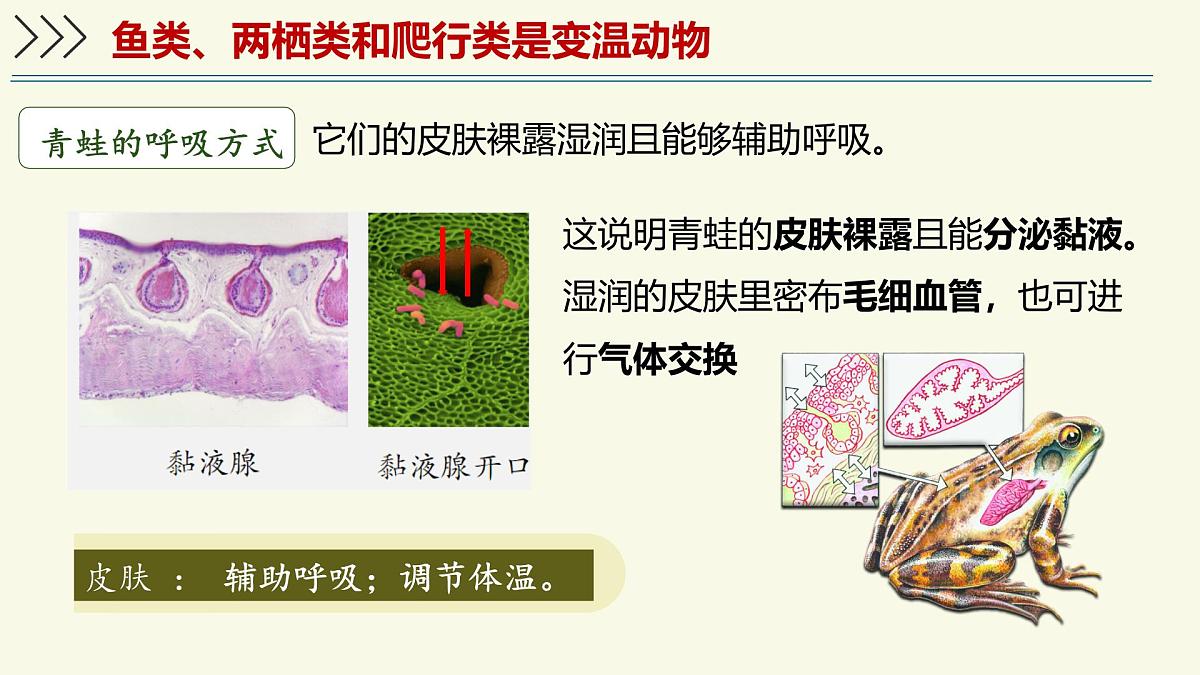 2.2.2脊椎动物身体背部有脊柱-第2课时(教学课件)——初中生物学济南版(2024)七年级上册第8页
