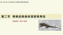 初中生物济南版(2024)七年级上册(2024)脊椎动物身体背部有脊柱教学ppt课件