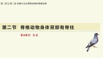 济南版(2024)七年级上册(2024)脊椎动物身体背部有脊柱教学ppt课件