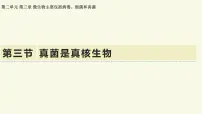 济南版（2024）七年级上册（2024）真菌是真核生物教课ppt课件
