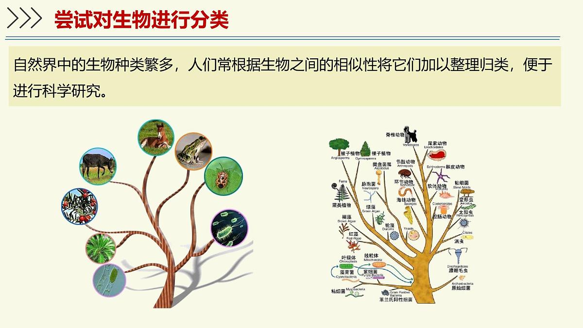 2.4.1依据生物的特征进行分类(教学课件)——初中生物学济南版(2024)七年级上册第4页