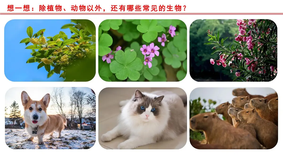 1.1.1 生物的特征(教学课件)-2025-2026学年七年级生物上册(北京版2024)第6页