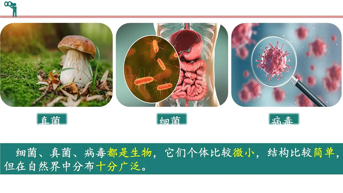 1.1.1 生物的特征(教学课件)-2025-2026学年七年级生物上册(北京版2024)第7页