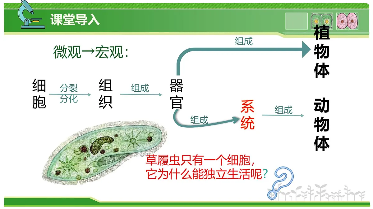 1.2.2 生物体的结构层次 第3课时 有些生物由一个细胞构成(教学课件)-2025-2026学年七年级生物上册(北京版2024)第3页