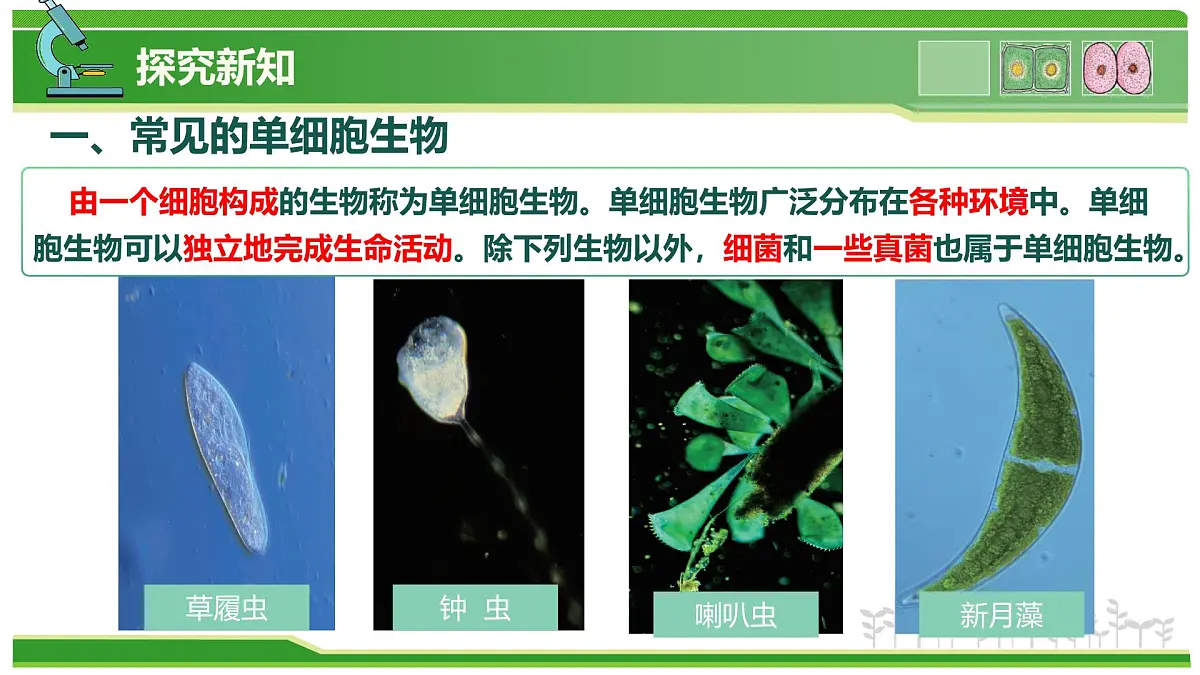 1.2.2 生物体的结构层次 第3课时 有些生物由一个细胞构成(教学课件)-2025-2026学年七年级生物上册(北京版2024)第4页