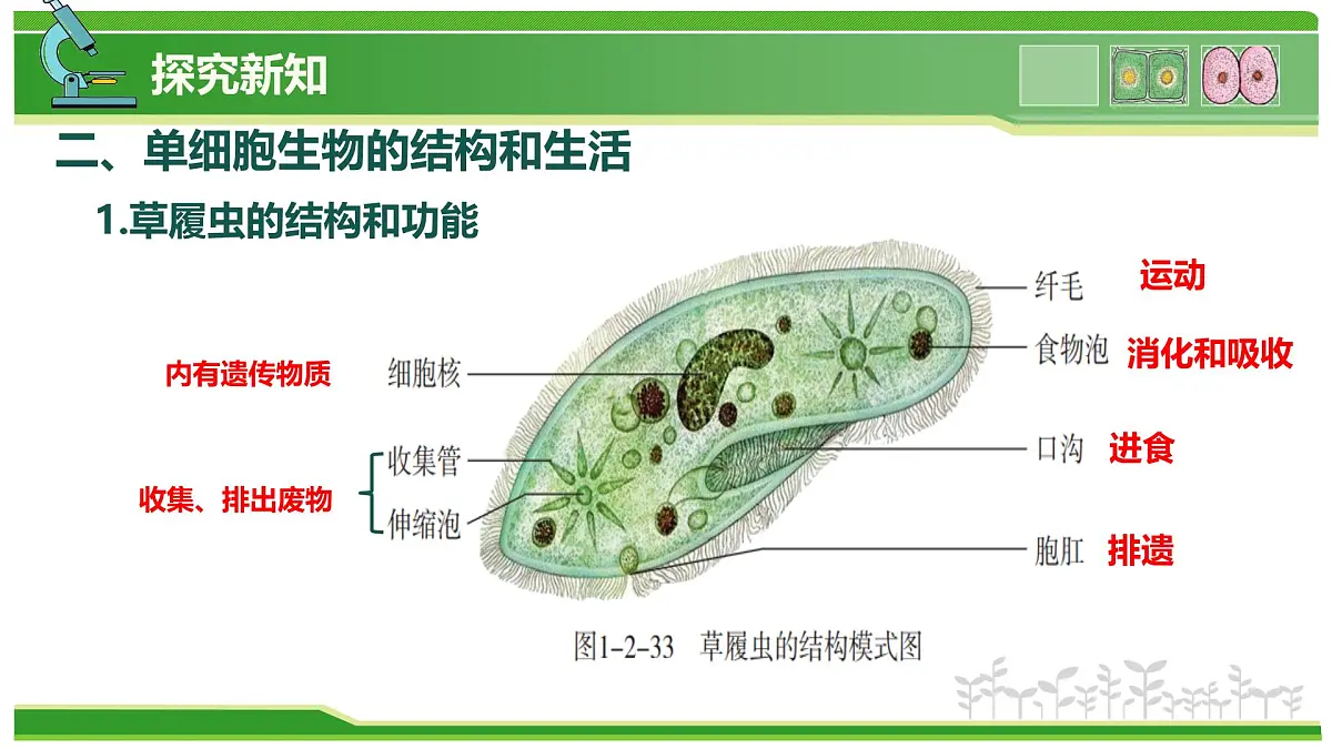 1.2.2 生物体的结构层次 第3课时 有些生物由一个细胞构成(教学课件)-2025-2026学年七年级生物上册(北京版2024)第7页
