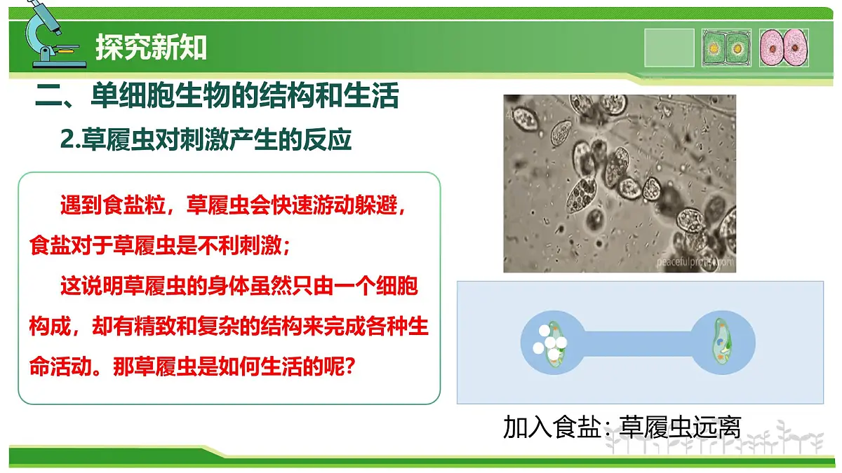 1.2.2 生物体的结构层次 第3课时 有些生物由一个细胞构成(教学课件)-2025-2026学年七年级生物上册(北京版2024)第8页