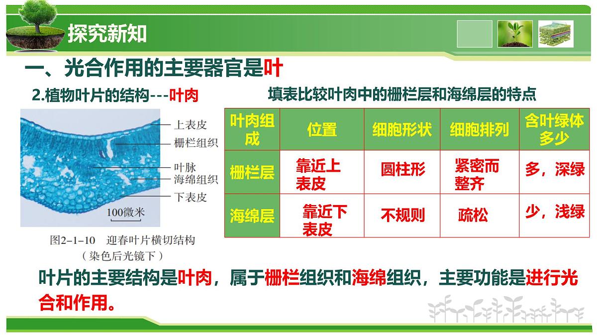 2.1.2 植物的光合作用(教学课件)-2025-2026学年七年级生物上册(北京版2024)第7页