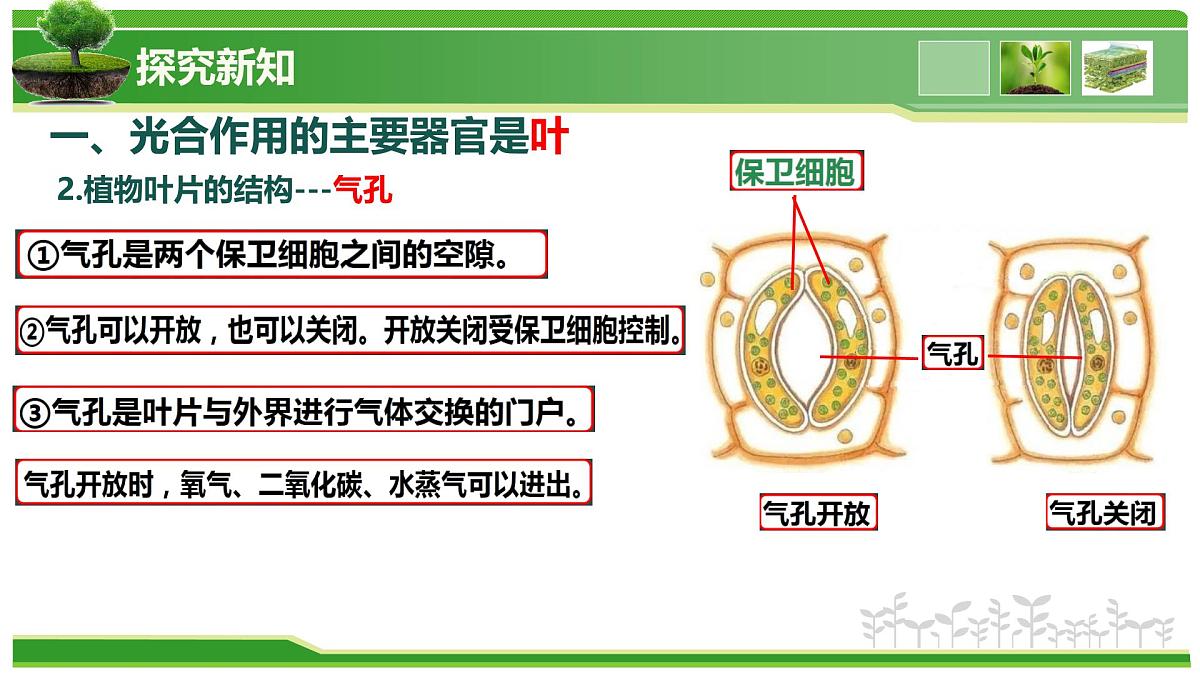 2.1.2 植物的光合作用(教学课件)-2025-2026学年七年级生物上册(北京版2024)第8页
